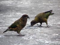 Albums/20060200-New Zealand 2006/20060207-South to Fox/13